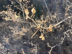 Forestiera pubescens pubescens