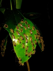 Mellitidia tomentifera