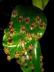 Mellitidia tomentifera