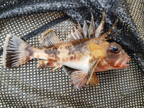 Gewone korbaars (Neosebastes scorpaenoides) — Neosebastidae — 2