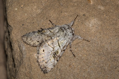 Charadra dispulsa