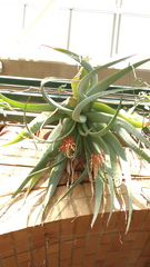 Aloe hardyi