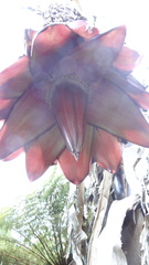 Ensete