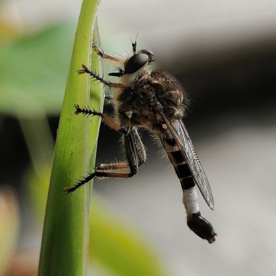 Sand Hammertail
