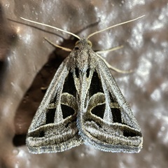 Callistege diagonalis