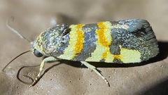 Spragueia funeralis