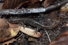 Desmognathus conanti