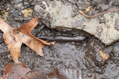 Desmognathus conanti