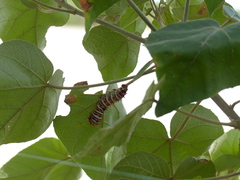 Rothschildia lutea