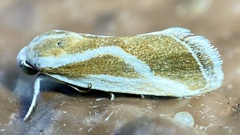 Ponometia alata