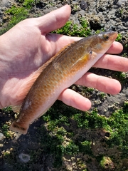 Halichoeres californicus