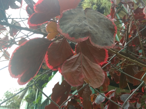 Acalypha wilkesiana