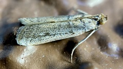 Anderida sonorella