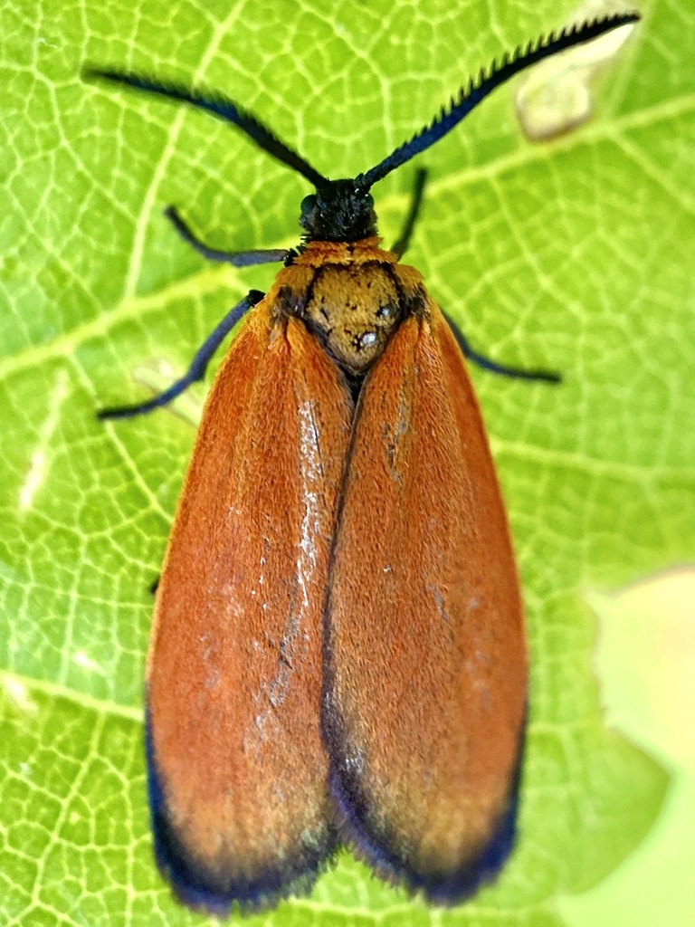 Pyromorpha dyari