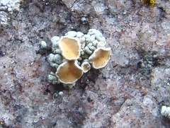 Rhizoplaca subdiscrepans