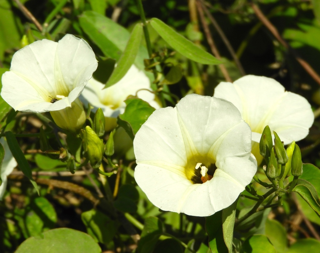 Ipomoea corymbosa; photograph Francisco Farriols Sarabia, CC BY, iNaturalist via GBIF