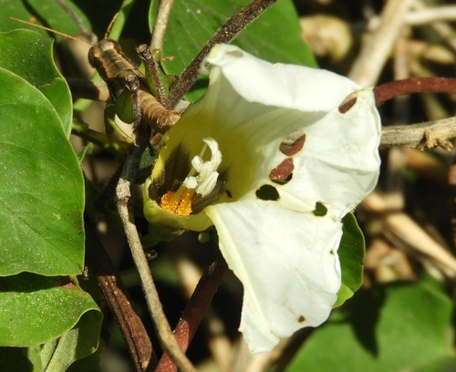 Ipomoea corymbosa, photograph 1