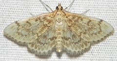 Anania quebecensis