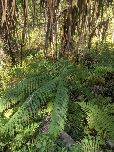 Image of Pteris tripartita by no rights reserved