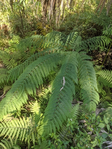 Image of Pteris tripartita by no rights reserved
