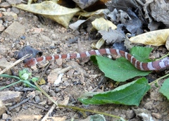 Imantodes gemmistratus