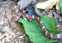 Imantodes gemmistratus