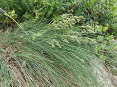 Poa astonii