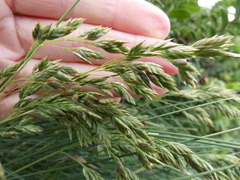 Poa astonii