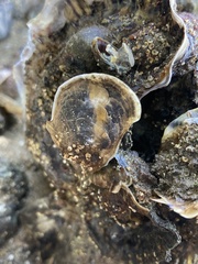 Ostrea lurida