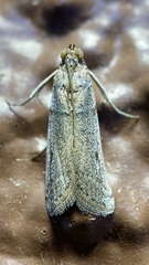 Anderida sonorella