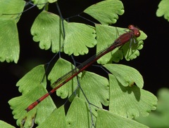 Oxyagrion pavidum