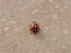 Harmonia axyridis