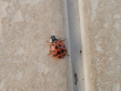 Harmonia axyridis