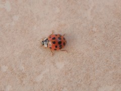 Harmonia axyridis