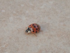 Harmonia axyridis