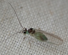 Stenopsocus