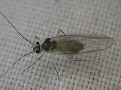Stenopsocus