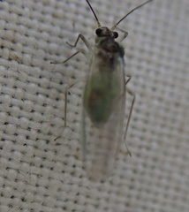Stenopsocus
