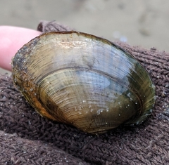 Atlanticoncha ochracea