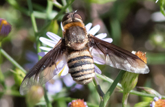 Exoprosopa brevirostris