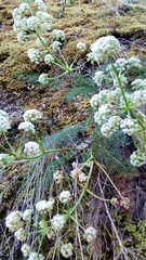 Anisotome cauticola
