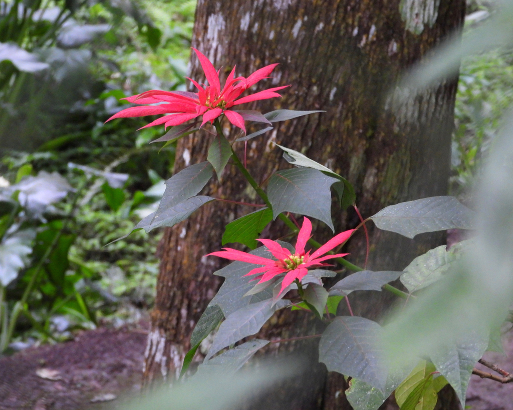 Euphorbia pulcherrima, Laguna del Bosque, Guatemala
