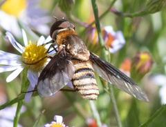 Exoprosopa brevirostris