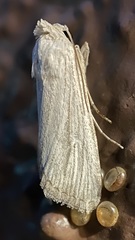 Catabena lineolata