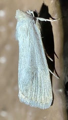 Catabena lineolata
