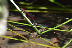 Oxyagrion pavidum