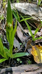 Pterostylis australis