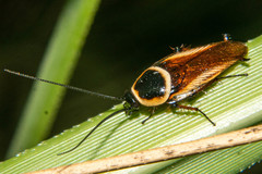 Pseudomops neglectus