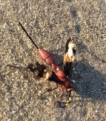 Compsocryptus melanostigma