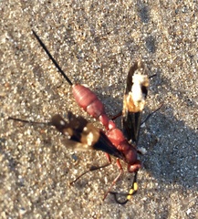 Compsocryptus melanostigma